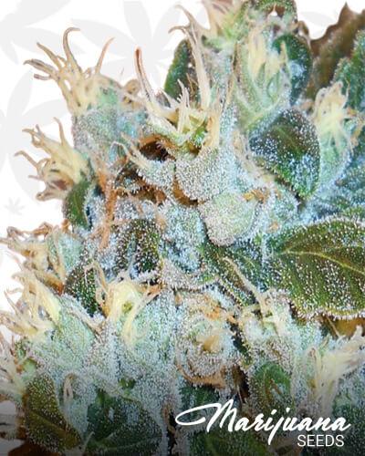 White Freeze Kush 2