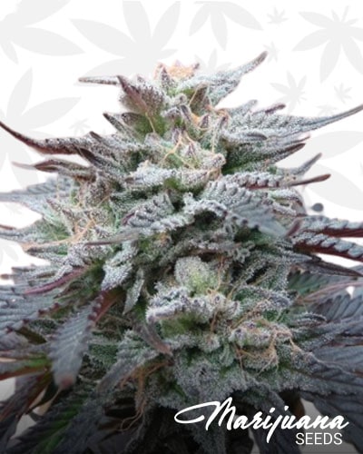 White Funk min