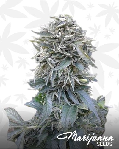 White Ghost strain