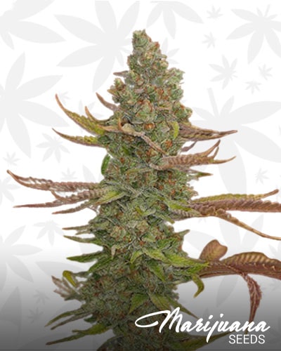 White Goji OG min 1
