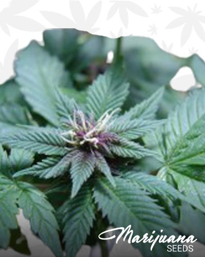 White Grape Dawg min 3