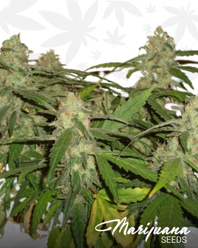 White Grapefruit min