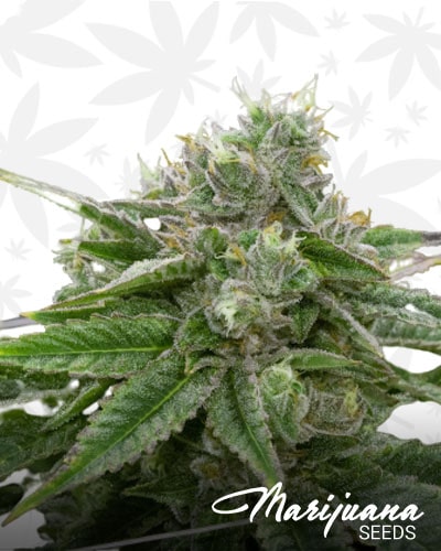 White Guava min 1