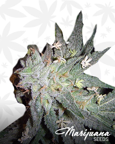 White Hashplant min
