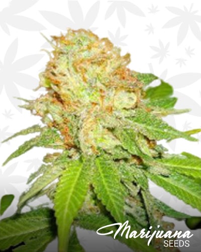 White Hawgs Kush min