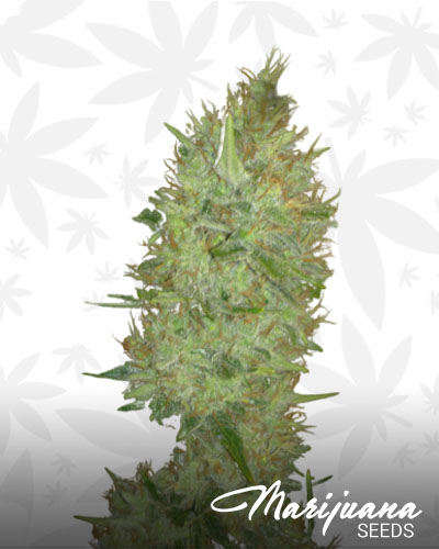 White Label Jack Herer