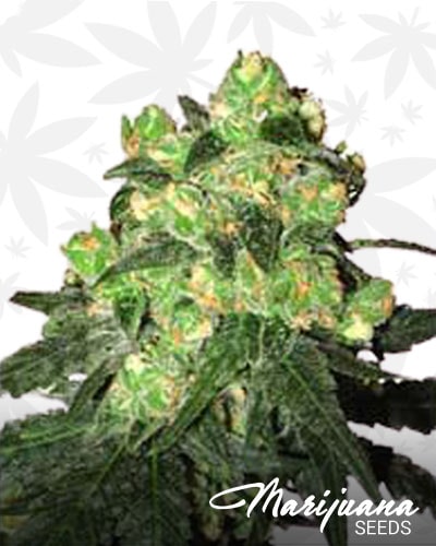 White Label Rhino min