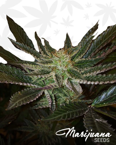 White Larry Dragon Strain