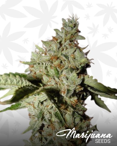 White Light Saber min 2