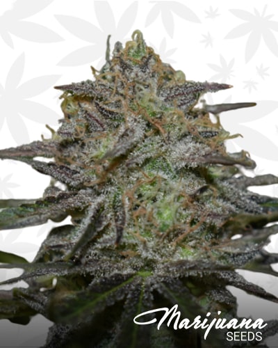 White Rabbit CBD min