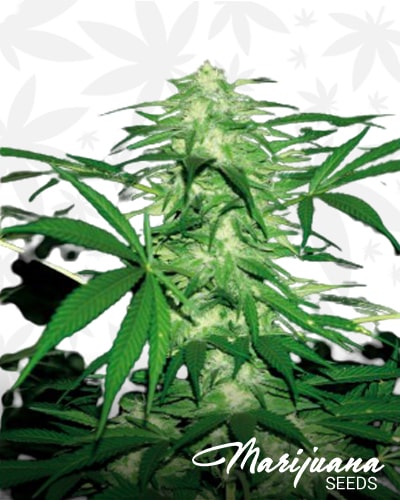 White Rhino Auto min