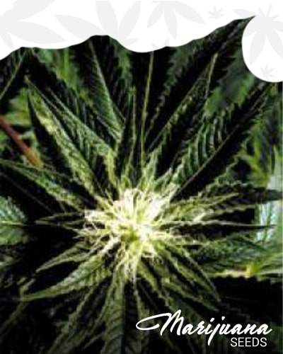 White Rose Strain