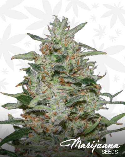 White Russian OG min