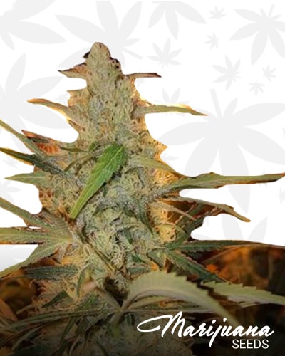 White Russian Widow min