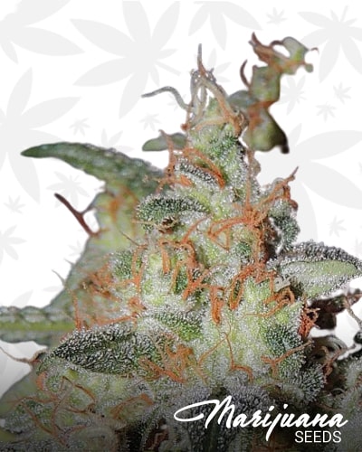 White Sage min