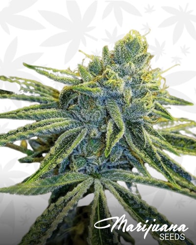 White Skywalker OG min