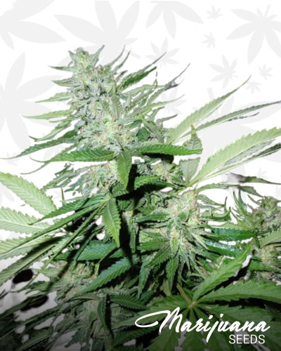 White Sour Pineapples min