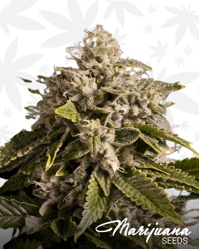 White Strawberry Cough min 1