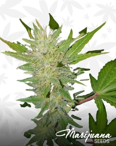 White Sugar OG min 1