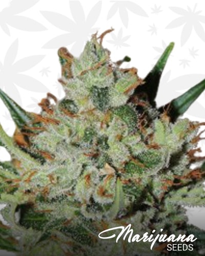 White Sumo min