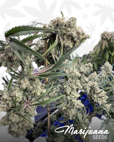 White Trainwreck min