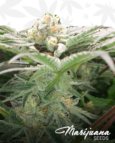 White Valley OG