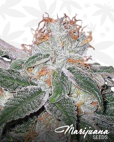 White Weed min