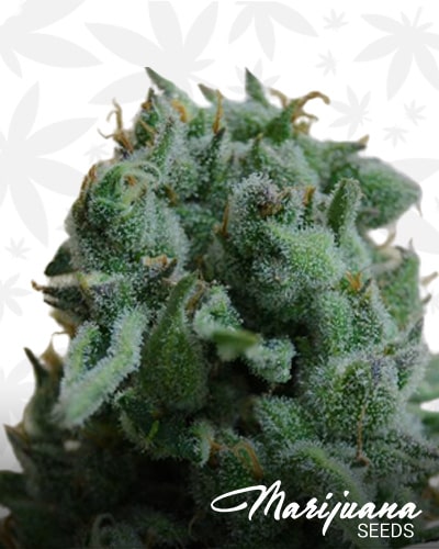 White Widow 47 min