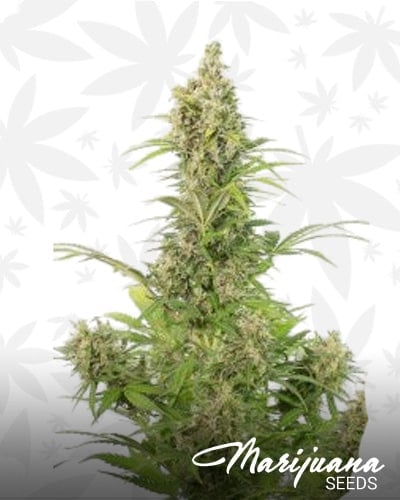 White Widow Auto CBD min