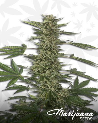 White Widow Automatic CBD