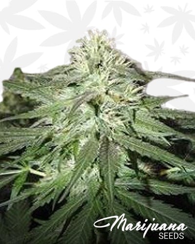 White Widow Bubble min