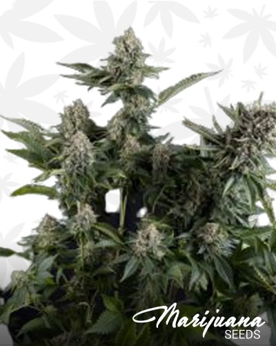 White Widow CBD min 1
