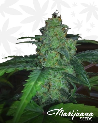 White Widow Express min 1