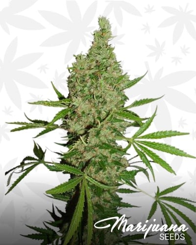 White Widow X The Ultimate min