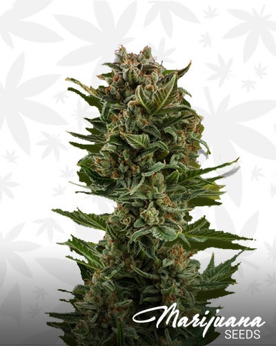 White Widow XL Automatic min