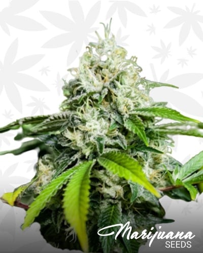 White Widow XTRM min