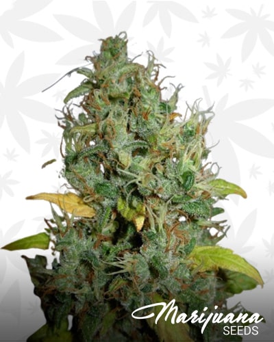 White Widow x Big Bud min
