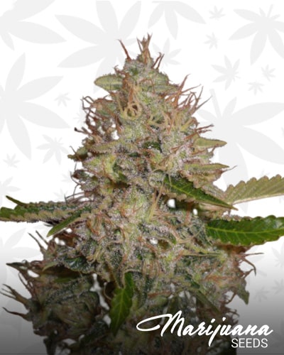White Widow x Critical min