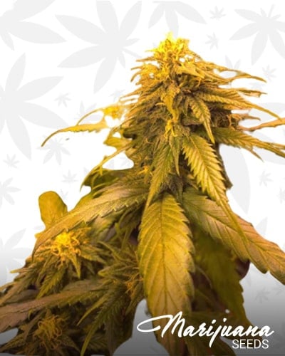 White Widow x SCBDx min