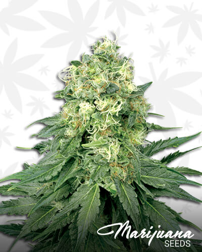 White Widow