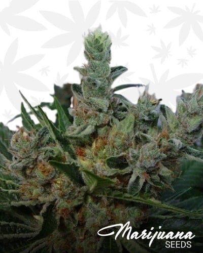 White Willow min