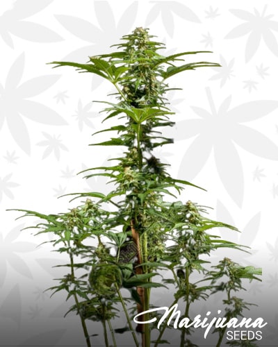 White Yoda Auto min
