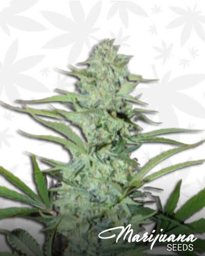 White ‘n’ Bubbly