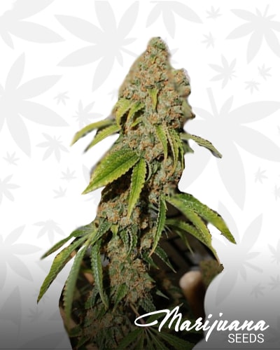 White Platinum OG min