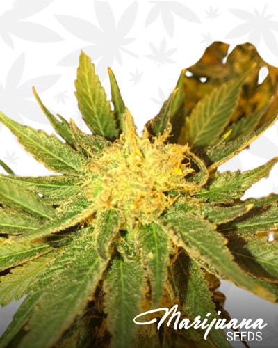 White Widow FAST min