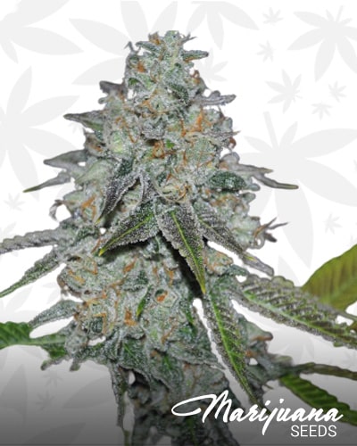Who Dat Orange Kush min 1