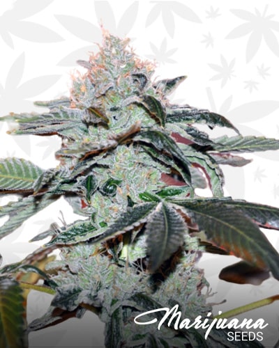 Wicked Kenobi OG Kush min