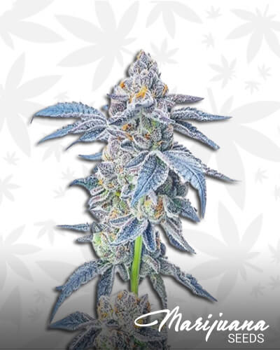 Widow Scout Cookies