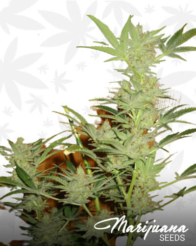 Widow Skunk