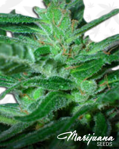 Widowkush